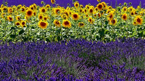 sunflowers field  lavender hd flowers wallpapers hd wallpapers id