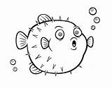 Pez Puffer Peces Pufferfish Palla Coloringcrew Angler Dibuixos Acolore Pesci Peix Globus sketch template