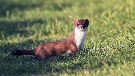 whats  difference   stoat   weasel howstuffworks