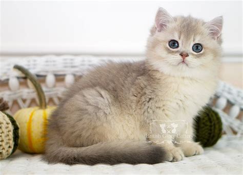 blue golden shaded british shorthair british glory cats