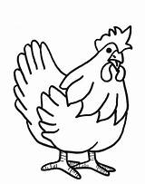 Coloring Chicken Pages Coloringfolder Colouring Adult sketch template