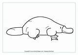 Platypus Colouring Coloring Wombat Australian Pages Animals Printable Animal Outline Stew Activityvillage Billed Duck Templates Outlines Australia Platypuses Sheets Color sketch template
