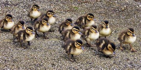 baby ducks guide      duck life