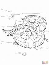 Anaconda Coloring Pages Green Color Template sketch template