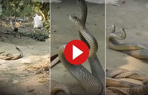 naag naagin love caught  camera   snakes dance     viral video