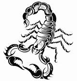 Scorpion Drawing Scorpions Tribal Tattoo Zodiac Vector Tattoos Clip Illustration Getdrawings sketch template