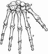 Hand Human Bones Skeleton Wrist Clipart Drawing Unlabeled Anatomy Cliparts Skeletal Clip Etc Bing Diagram Getdrawings Library Medium Usf Edu sketch template