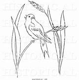 Grass Bobolink Wheat Bird Perched Vector Historical Outlined Version Illustration Al Picsburg sketch template