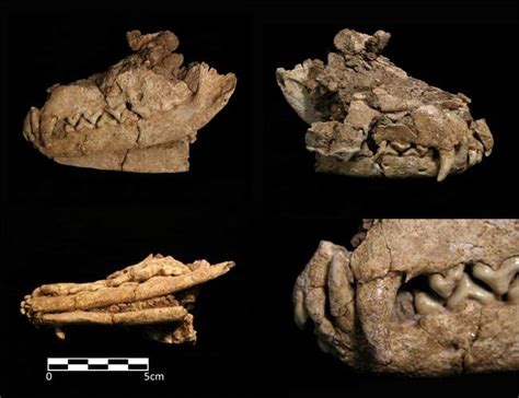 prehistoric cemetery reveals man and fox were pals live science