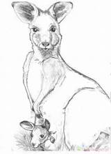 Kangaroo Coloring Kangur Kolorowanki Dzieci Wydruku sketch template