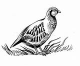Perdiz Perdrix Rebhuhn Partridge Wildes Sauvage Salvaje British Polaire Illustrationen Karikatur Aufkleber Flacher Vogel Nette sketch template