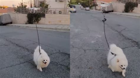 drone walks dog  owner  lockdown  cyprus inquirer technology