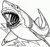 Shark Coloring Thresher Remarkable Pages Getcolorings Color sketch template