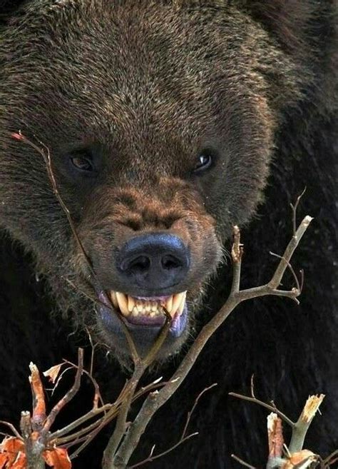 angry  angry grizzly bear photography png