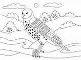 Hawks sketch template