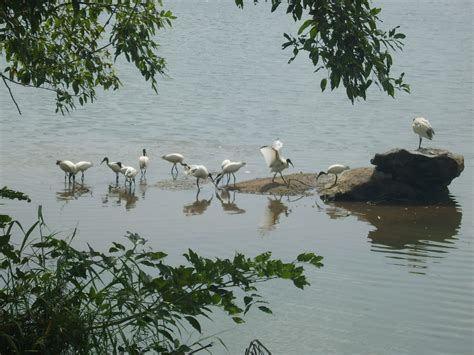 ranganathittu bird sanctuary timings opening time entry timings visiting hours days closed