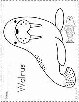 Arctic Animals Coloring Pages Kinder Kids 1k Followers sketch template