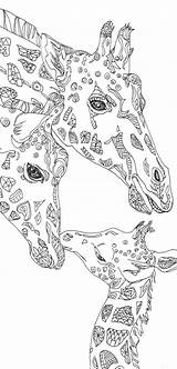Giraffe Zentangle Mandala Adults Drawn Coloriage Verob Ausmalbilder Mandalas Tiere Giraffen sketch template