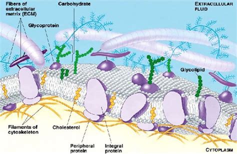 natural extracellular matrix ecm download scientific diagram