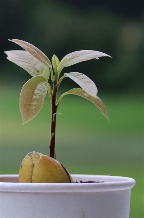 How To Grow Avocado From The Seed Healthier Steps