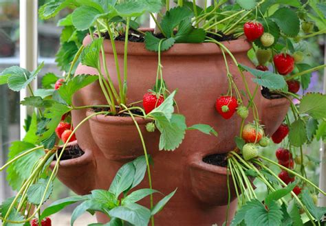 strawberry planter garden  happy