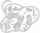 Celula Biologia Eucariota Humana Biologycorner Eukaryotic Prokaryotic Célula Membrane Lysosome Cytoplasm Apparatus Golgi Science Nucleus Etiquetas 5o Grado Interesado sketch template