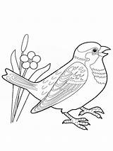 Sparrow Coloring Pages Birds Results sketch template