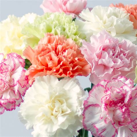 classic carnations sahulat bazar