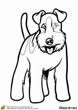 Chien Terrier Tete Coloriages Compagnie Dans Dedans Toy Greatestcoloringbook Hugolescargot Terriers Bebe sketch template