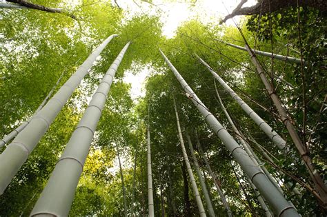 jeffrey friedls blog western kyoto mountain drive bamboo nostalgia