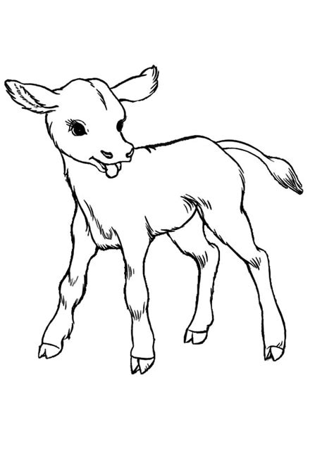 baby cows coloring pages kids play color  coloring pages animal