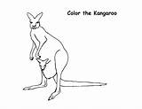 Kangaroo Canguro Kangur Kolorowanki Dzieci Kanguru Mewarnai Cetak Animal sketch template