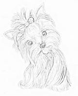Yorkie Yorkshire Coloring Terrier Drawing Puppy Outline Drawings Tattoo Yorkies Pages Line Adults Dog Dibujos Cute Kleuren Volwassenen Voor York sketch template