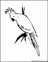 Cockatoo Coloring Pages Fun Birds Rabbit Colouring 68kb 1050px sketch template