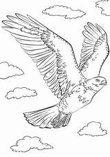 Hawk Pages Falcon Tailed Disegno Falk Colorare Peregrine Hawks Coloringonly Eagle Blackhawks sketch template