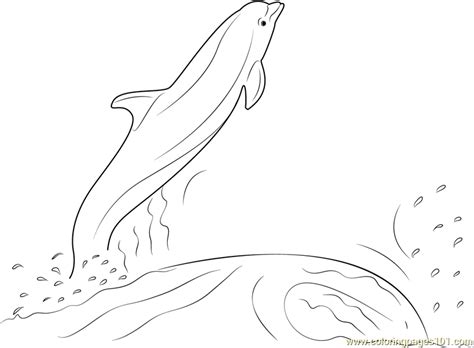 dolphin jumping    water coloring page  kids  dolphins