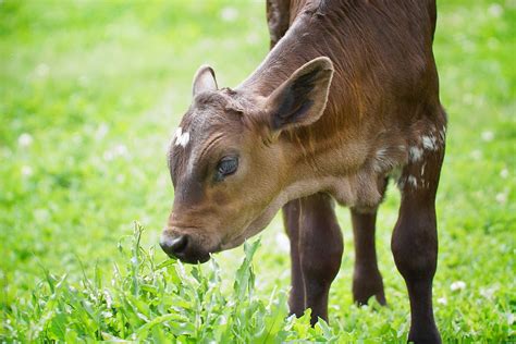 a calf stands in the pasture grass by stocksy contributor tana teel