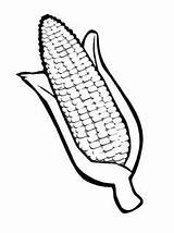 Corn Coloring конспект игрового занятия три Husk Thanksgiving Pages sketch template