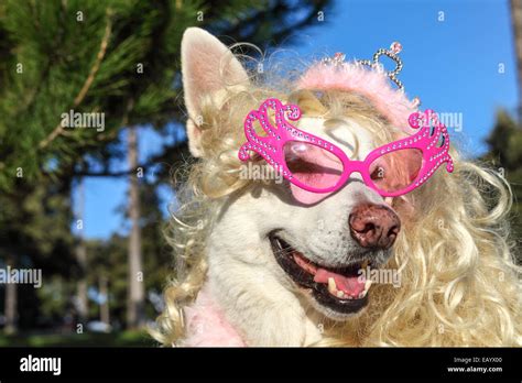 white german shepherd wearing pink sunglasses wig and