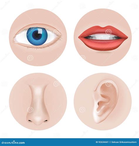 body parts eye ear nose stock vector illustration  drawing