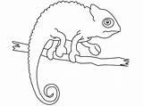 Camaleonte Chameleon Rettili Kameleon Kolorowanki Animali Iguana Cameleon Printmania Graciosos Riscos sketch template
