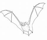 Bat Coloring Pages Printable Supercoloring Via sketch template