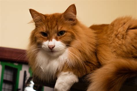 red haired norwegian forest cat wallpapers  images wallpapers