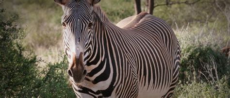grevys zebra african wildlife foundation