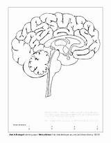 Brain Coloring Worksheet Pages Anatomy Human Labels Getcolorings Getdrawings Drawing System Color Nervous Colorings sketch template