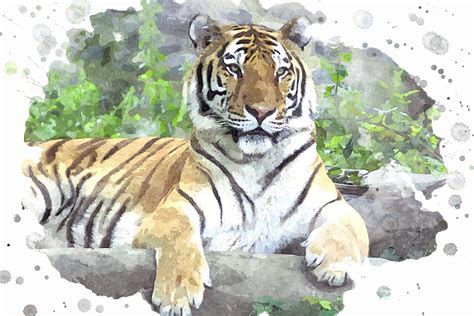 tiger watercolor painting striped  image  pixabay
