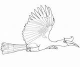 Hornbill Rhinoceros sketch template