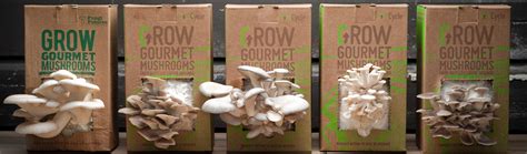 grow mushrooms  coffee grounds   grocycle mushroom kit