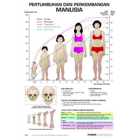 Apvcb 65 Carta Pertumbuhan Dan Perkembangan Manusia