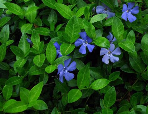 vinca minor periwinkle flowering ground cover ground cover plants